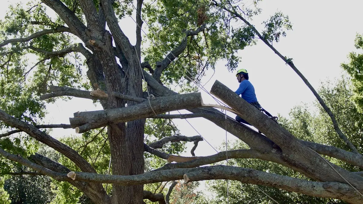 Professional Hazardous Tree Removal performed by certified arborists in Albertville