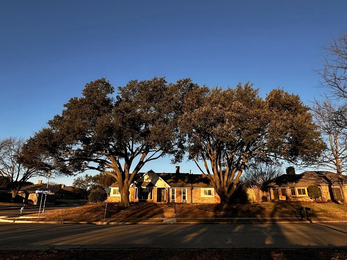 Established residential canopy tree shading a home in Albertville